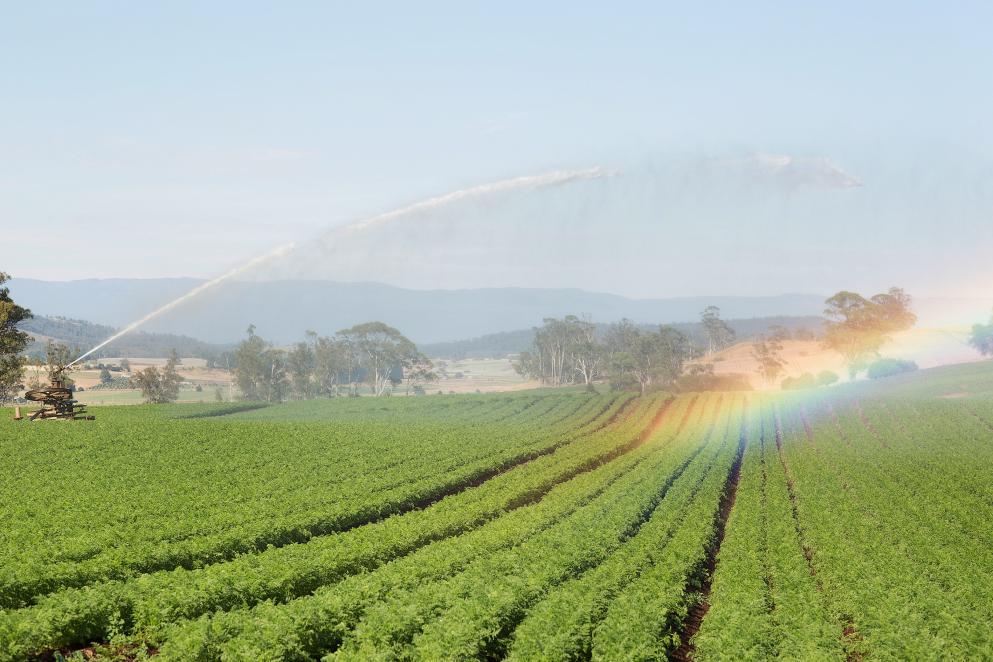Tasmanian irrigation